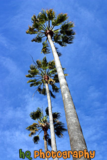 Three Palm Trees & Blue Sky