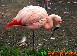 Pink Flamingo