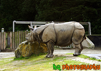 Greater One-Horned Rhinoceros