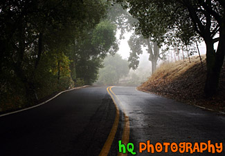 Shadows, Trees, & Road