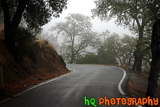 Trees, Road, & Fog