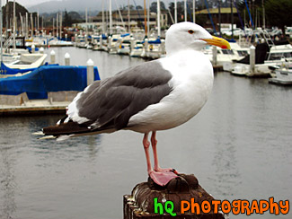 Seagull Close Up