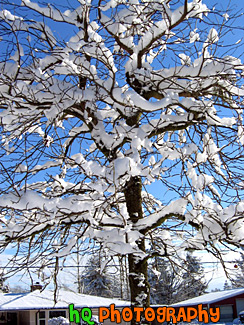 Snow Covered Tree