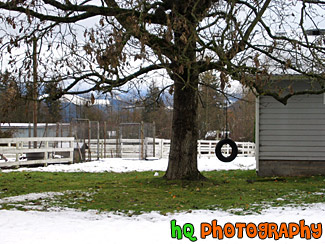 Tire Swing & Snow