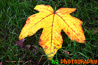 Close Up of Colorful Autumn Leaf