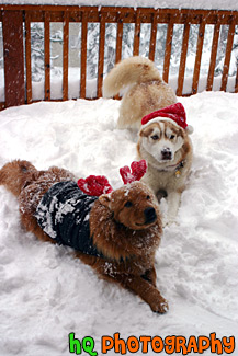 Dog Christmas Portrait