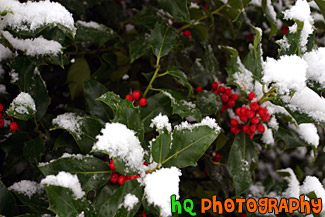 Green Leaf with Snow