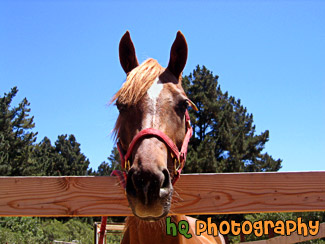 Horse Face Looking over Fence