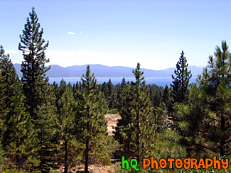 Lake Tahoe Through Trees