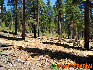 Trees in the Mountains of Lake Tahoe