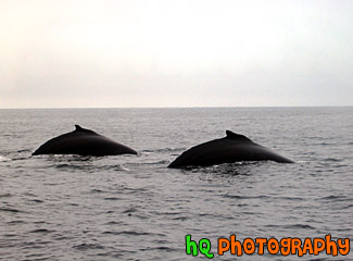Backs of Whales