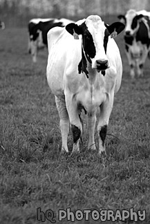 White Cow with Black Spots black and white picture