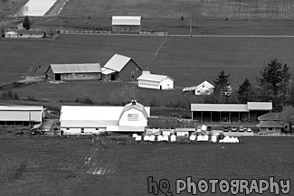 Aerial View of Farm black and white picture