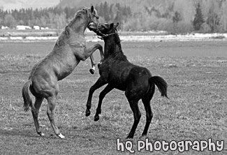 Horses Playing black and white picture