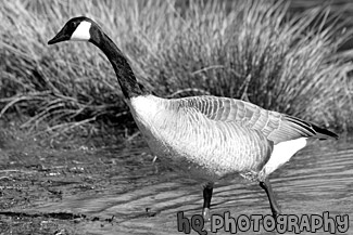 Brown Goose in Lake black and white picture