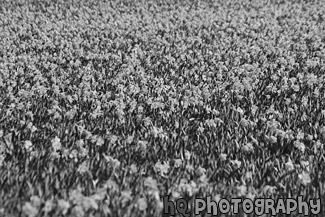 Field of Yellow Daffodils black and white picture