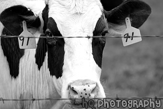 Cow & Barbed Wire black and white picture