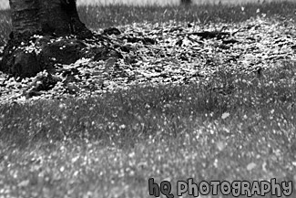 Spring Flowers on Grass black and white picture