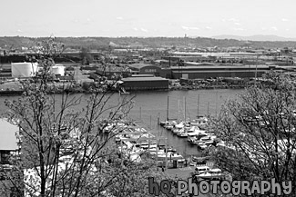 Commencement Bay, Trees, & Boats black and white picture