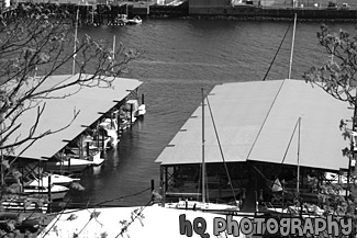 Tacoma Commencement Bay Boats black and white picture