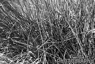 Thick Grass Close Up black and white picture