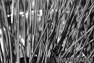 Tall Grass Up Close black and white picture