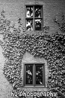 Brick Wall & Ivy at UPS black and white picture