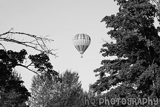 Hot Air Balloon Through Trees black and white picture