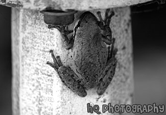 Brown Frog up Close black and white picture