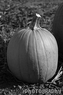 Single Pumpkin black and white picture