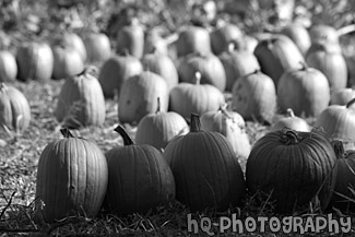 Pumpkin Patch black and white picture