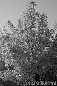 Yellow Tree Changing Color black and white picture