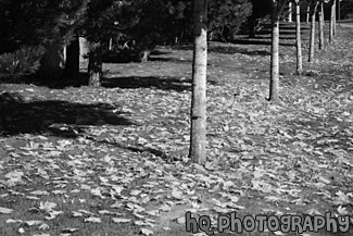 Fallen Leaves on Grass black and white picture