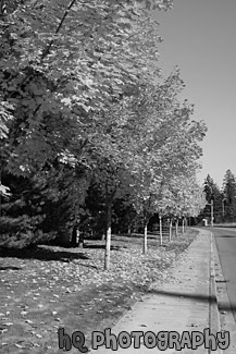 Row of Yellow Trees black and white picture