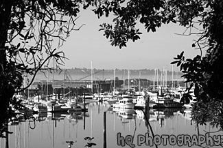 Sailboats of Tacoma Commencement Bay black and white picture