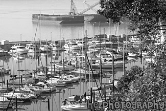 Sailboats in Puget Sound black and white picture