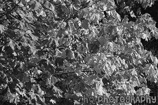 Colorful Leaves Changing Color black and white picture