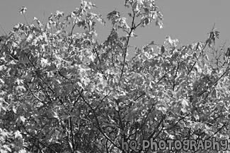 Orange Leaves & Blue Sky black and white picture