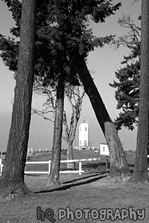 Brown's Point Lighthouse Framed by Trees black and white picture