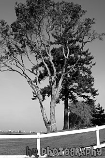 Tree, Blue Sky, & White Fence black and white picture