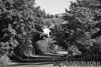 Curvy Road & Trees Changing Color black and white picture