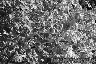 Close Up of Leaves Changing Color black and white picture