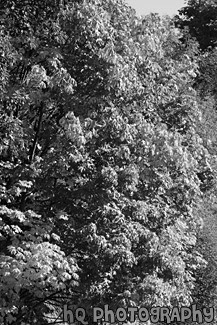 Close Up Tree Changing Color black and white picture