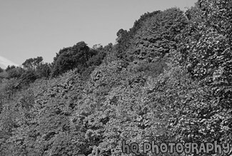 Trees Changing Color black and white picture