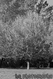 Red Autumn Tree black and white picture