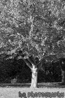 Red Tree Leaves up Close black and white picture