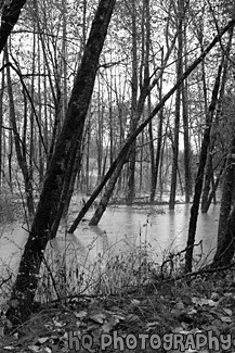 Trees in Flooded River black and white picture