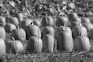 Batch of Pumpkins black and white picture