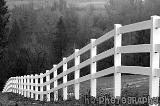 White Fence & Trees black and white picture