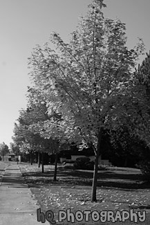 Yellow Leaves on Trees Along Road black and white picture